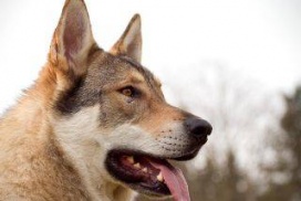 Dakota (Wolf) von Mountain Tamaskan