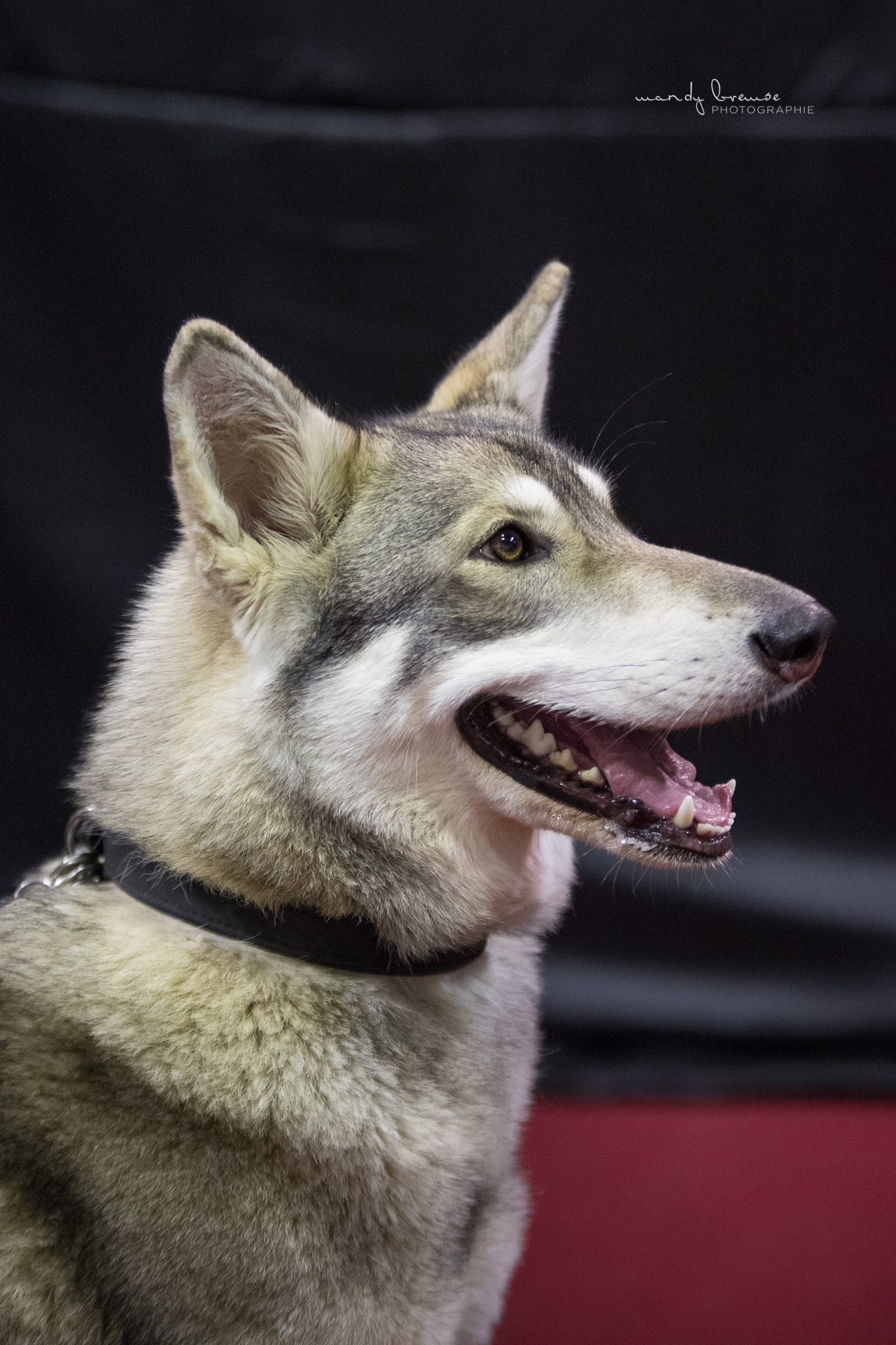 Quelle: Mandy Bremse Photografie * Genehmigung zur Veröffentlichung liegt vor IMG_3112_mbd_fb