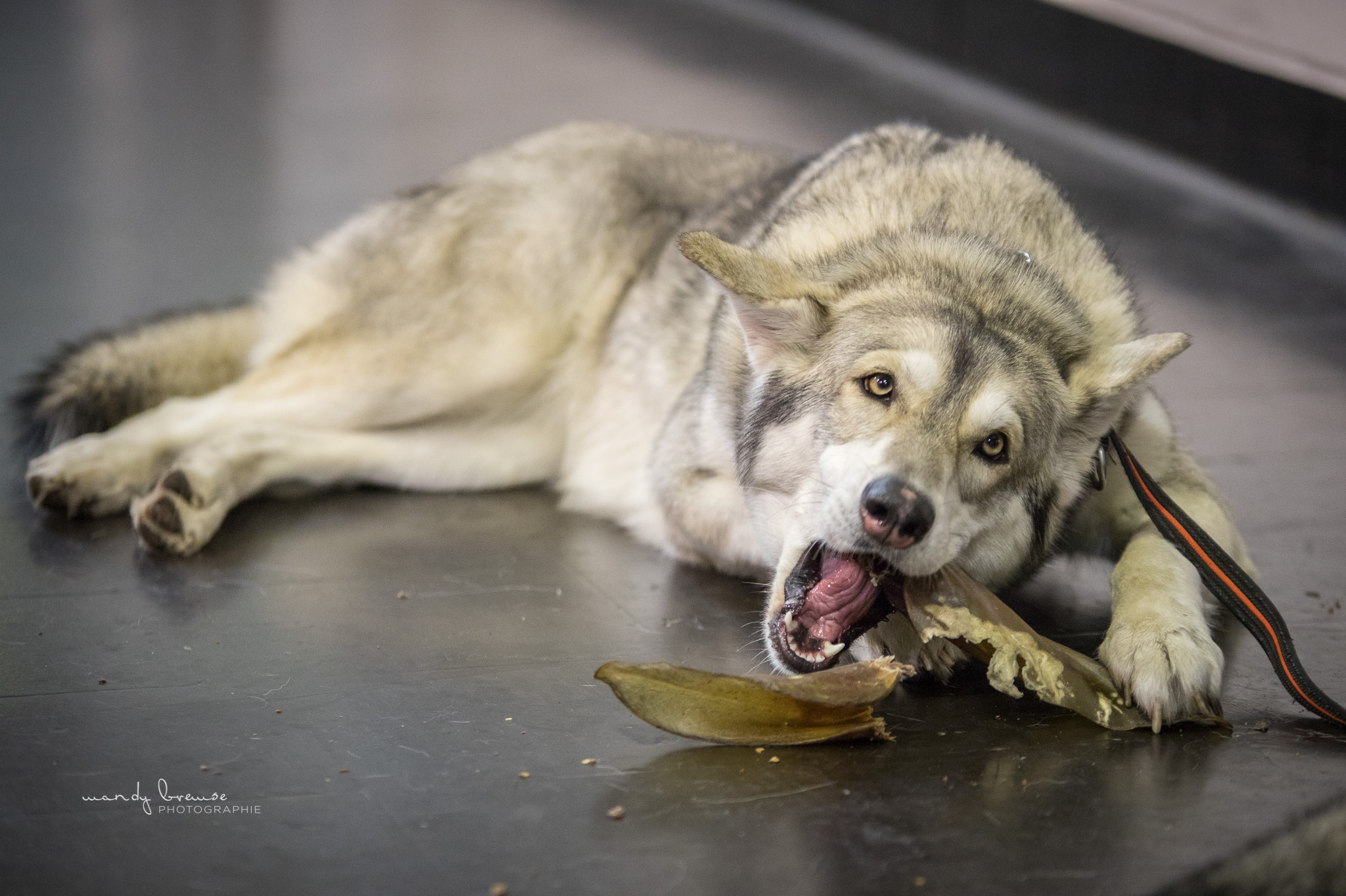 Quelle: Mandy Bremse Photografie * Genehmigung zur Veröffentlichung liegt vor IMG_3115_mbd_fb