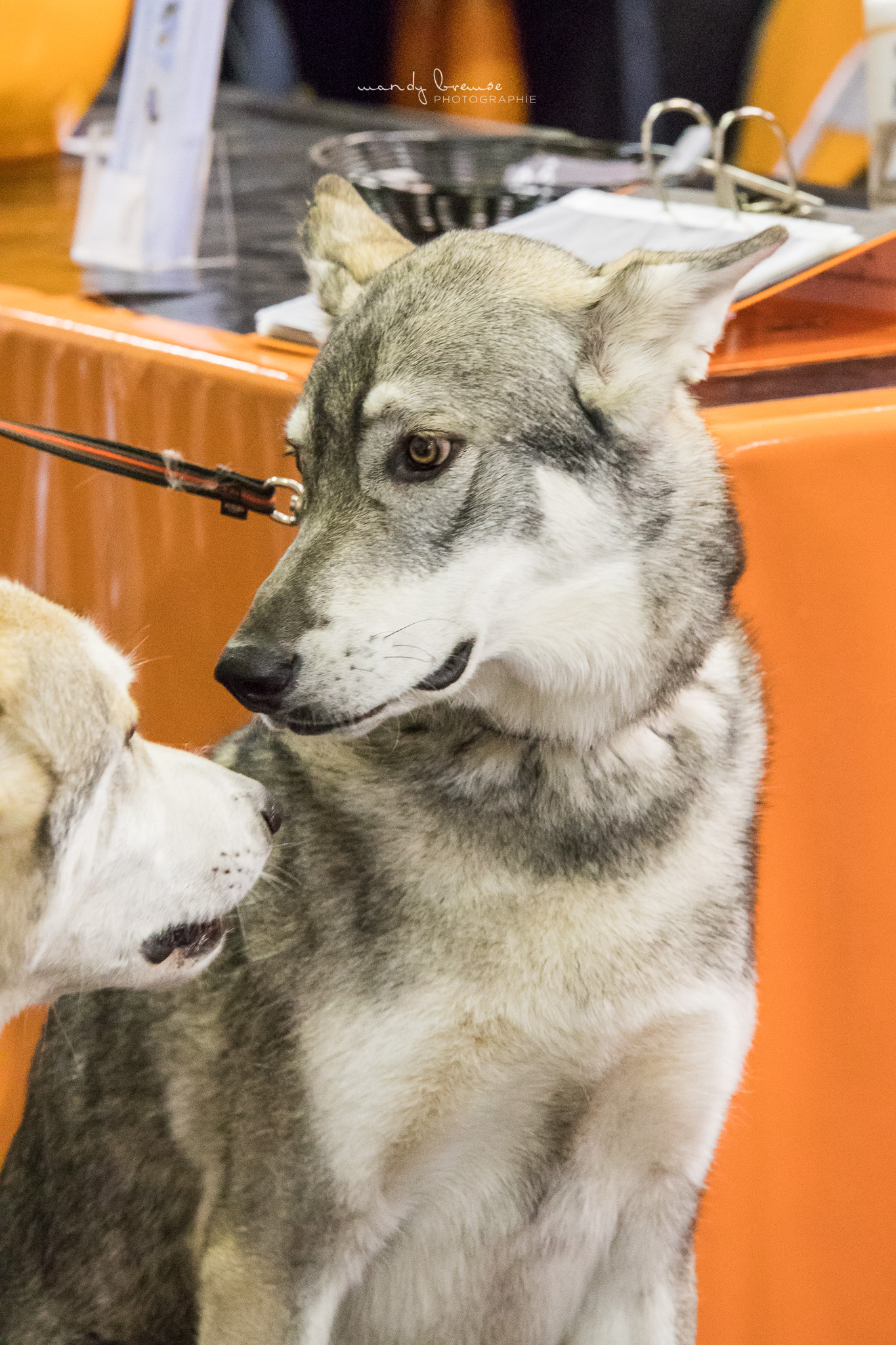 Quelle: Mandy Bremse Photografie * Genehmigung zur Veröffentlichung liegt vor IMG_3612_mbd_fb