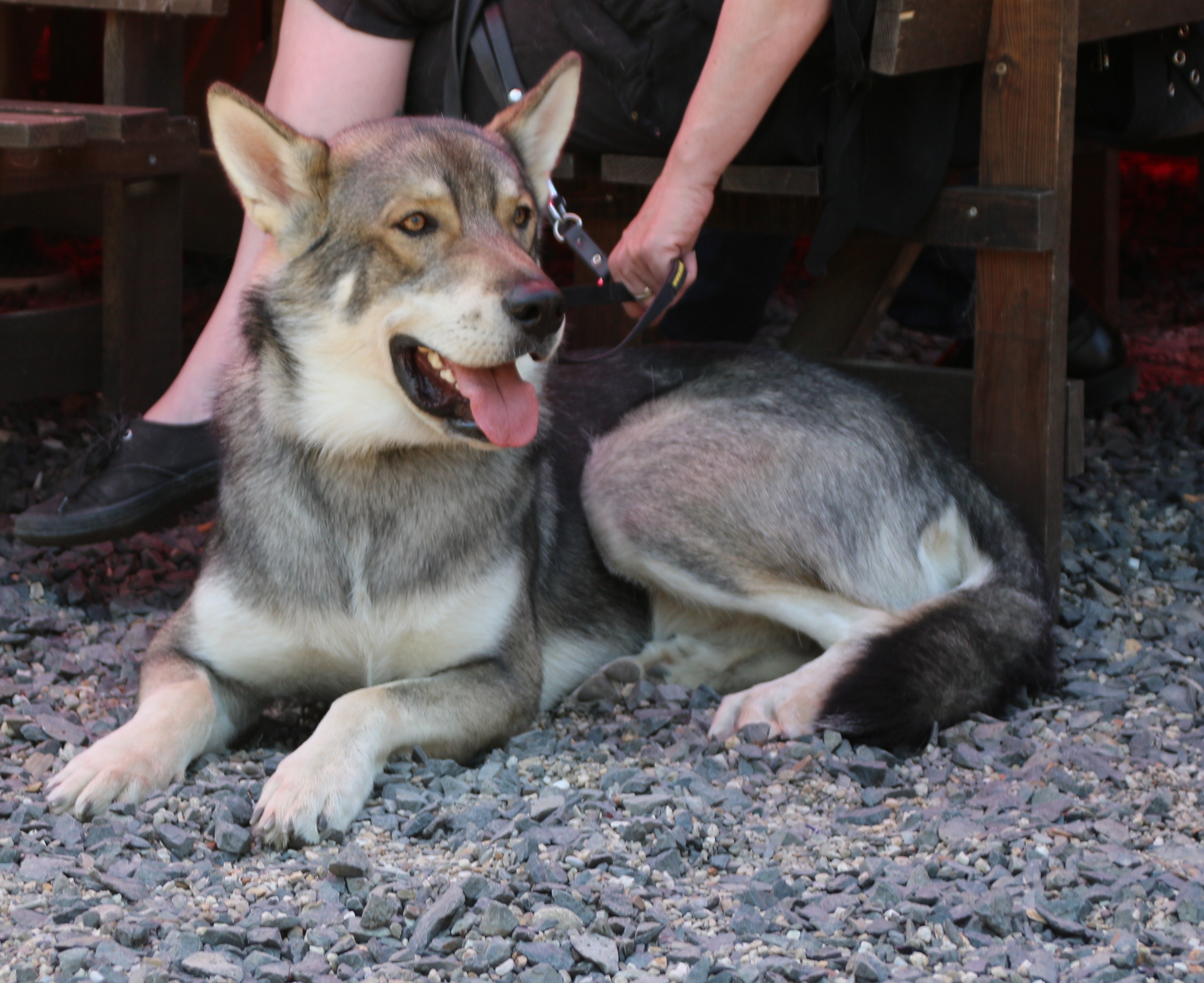*Genehmigung zur Veröffentlichung liegt vor