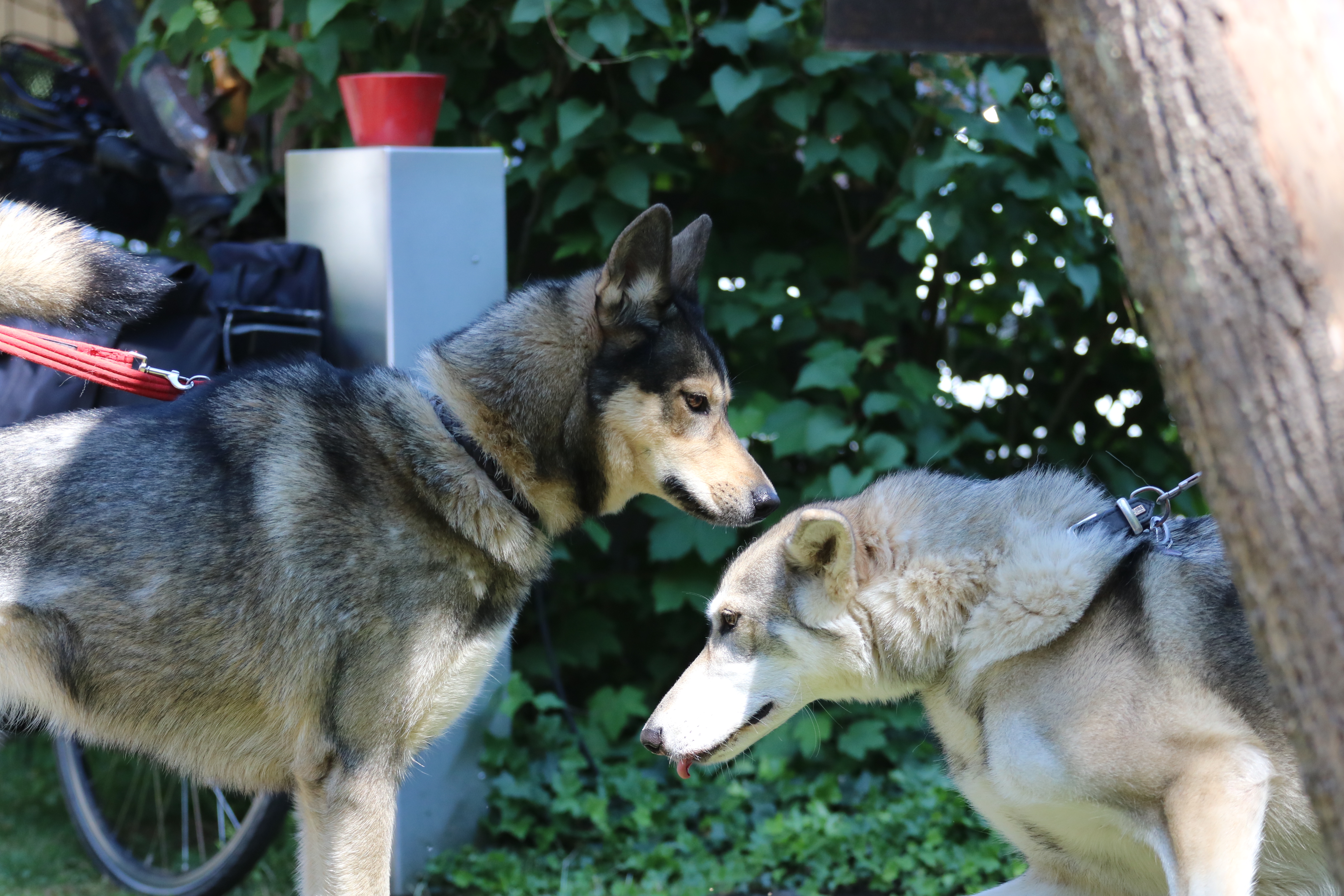 Quelle: JR-Photo * Genehmigung zur Veröffentlichung liegt vor IMG_6042