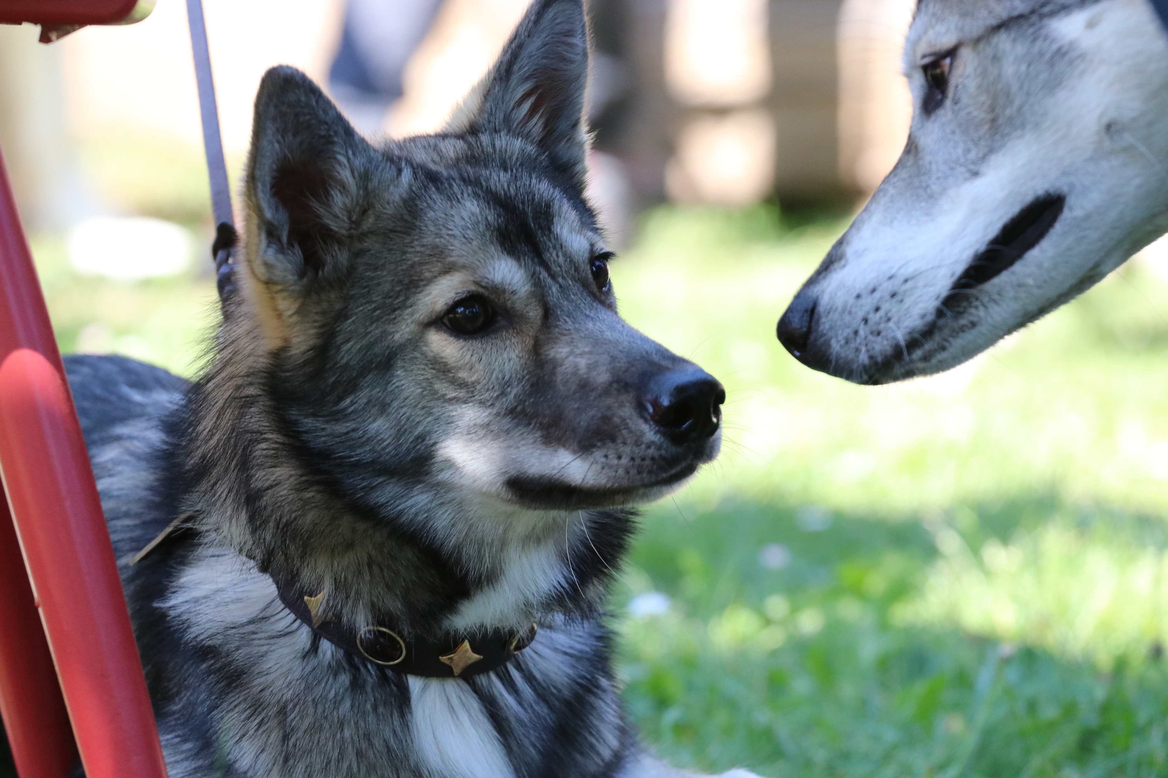 *Genehmigung zur Veröffentlichung liegt vor
