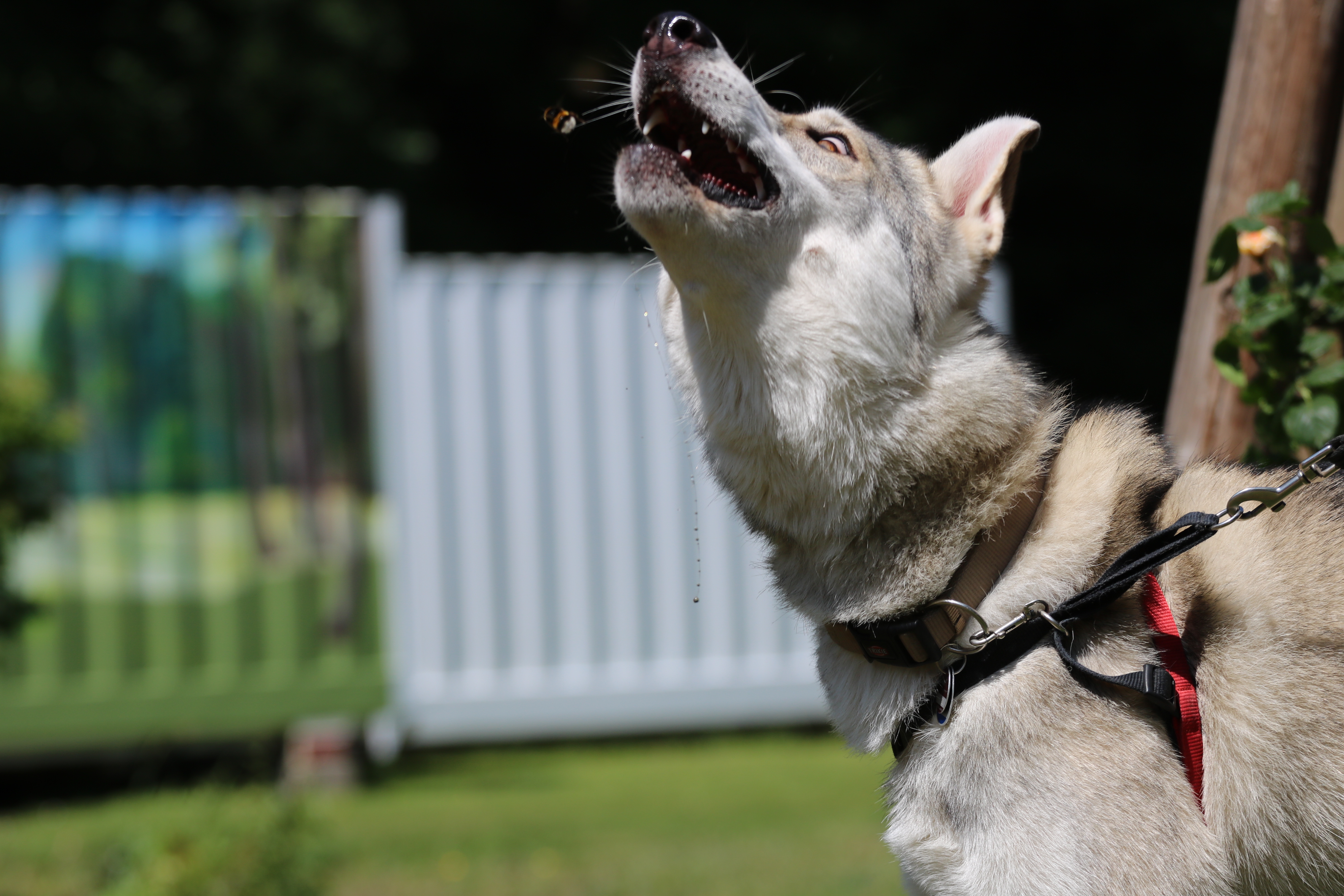 Quelle: JR-Photo * Genehmigung zur Veröffentlichung liegt vor IMG_6074
