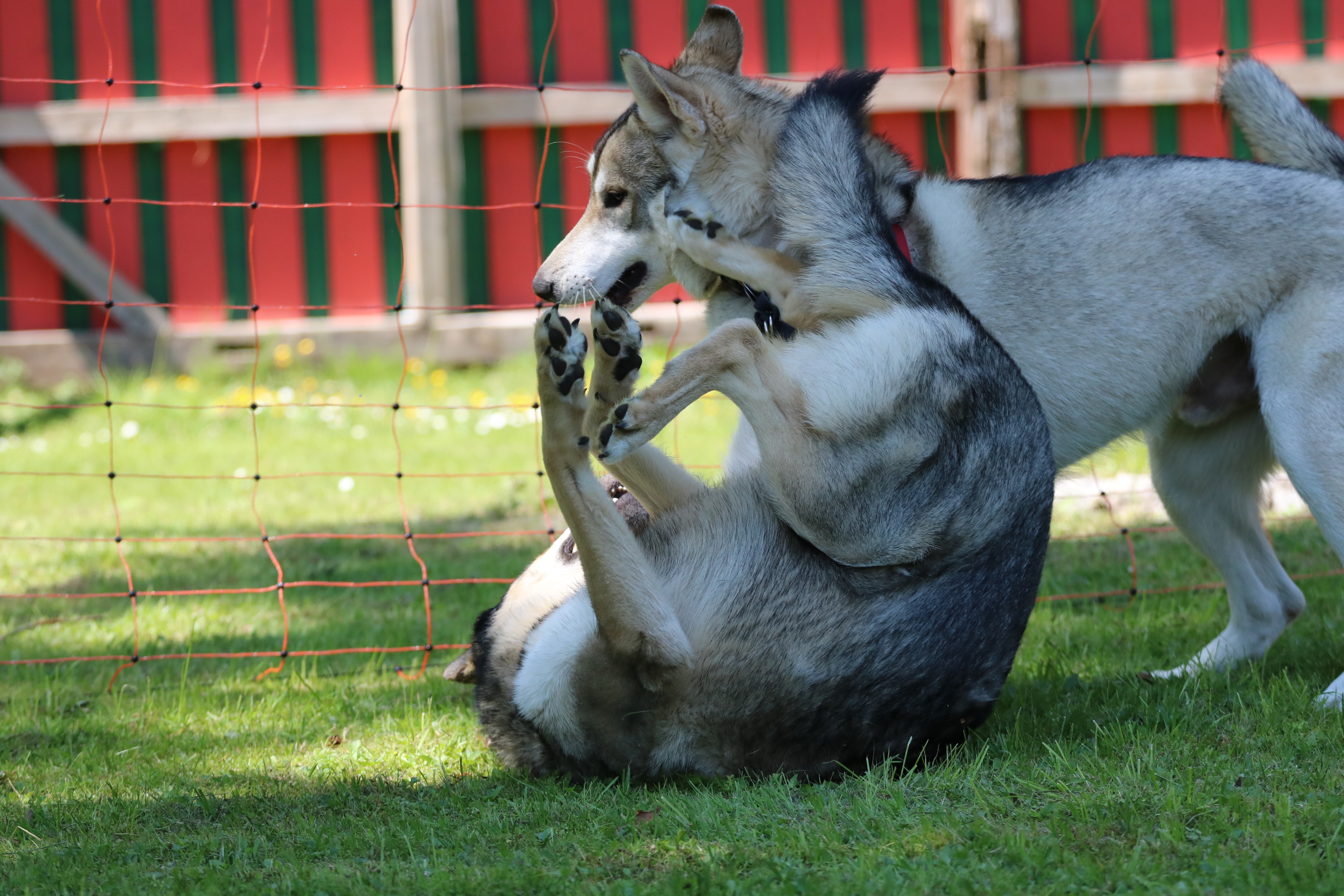 Quelle: JR-Photo * Genehmigung zur Veröffentlichung liegt vor IMG_6171