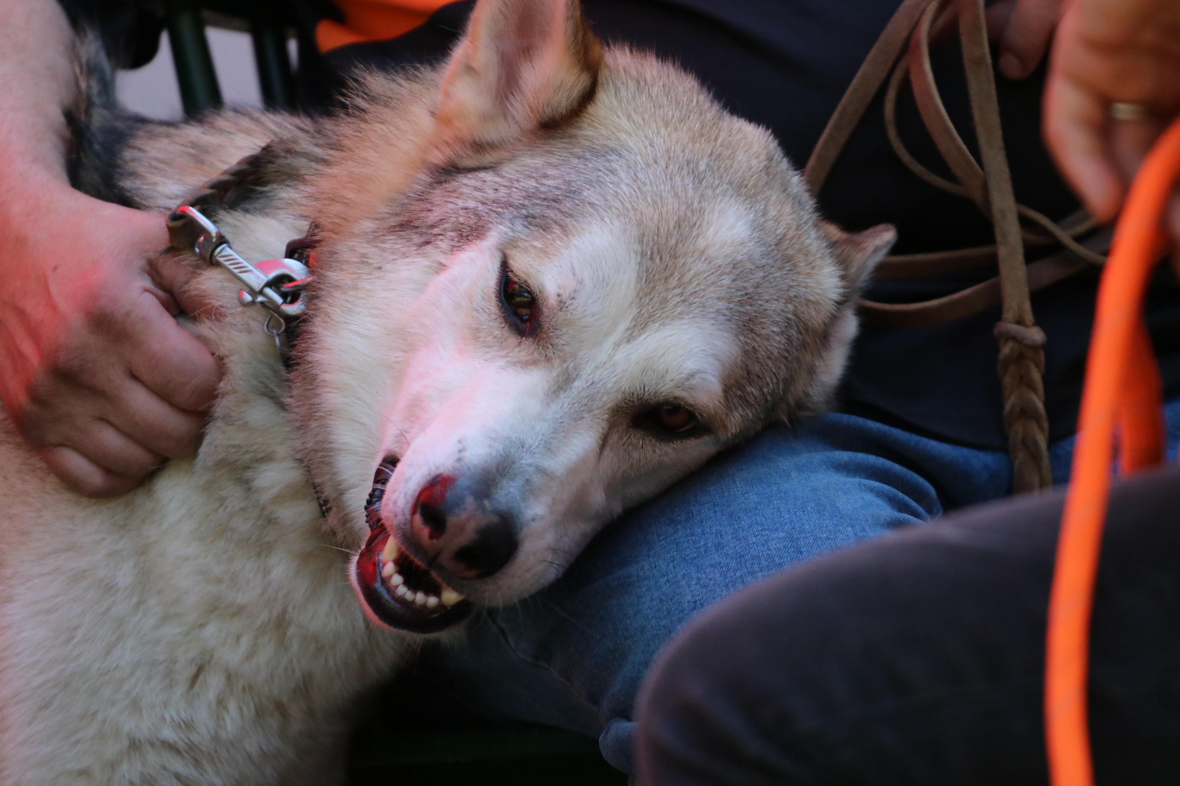 Quelle: JR-Photo * Genehmigung zur Veröffentlichung liegt vor IMG_6265