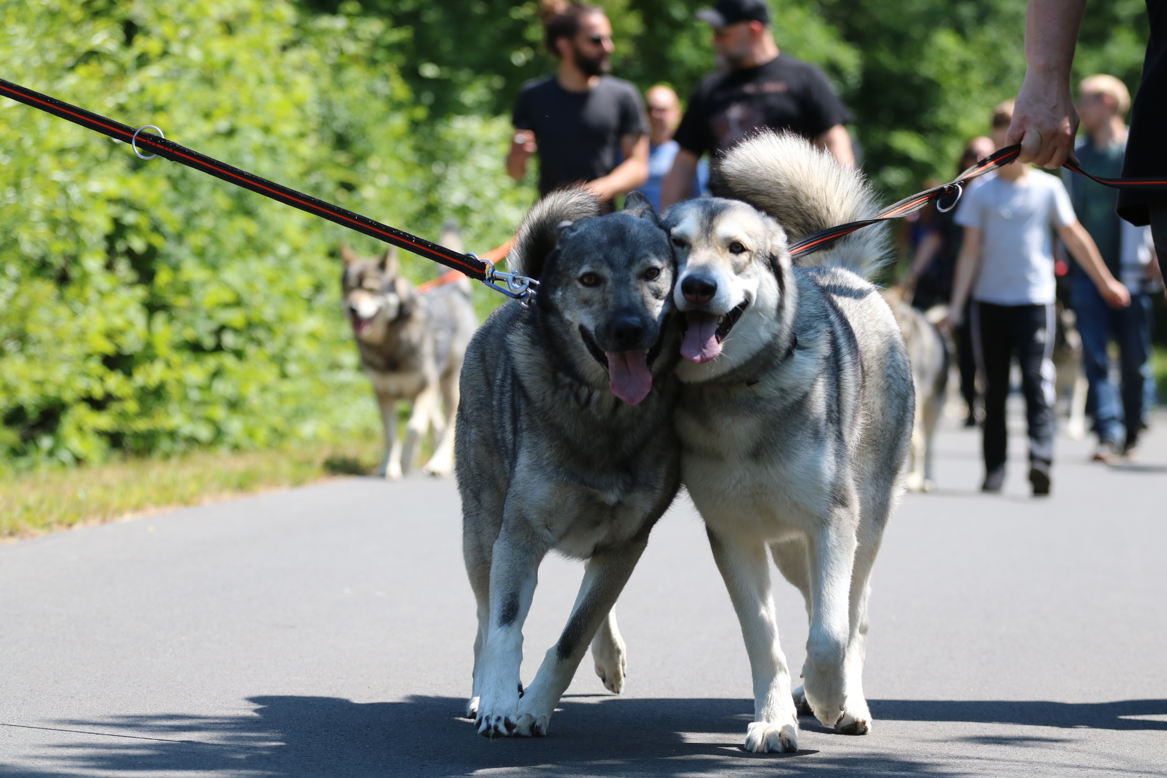 Quelle: JR-Photo * Genehmigung zur Veröffentlichung liegt vor IMG_6278