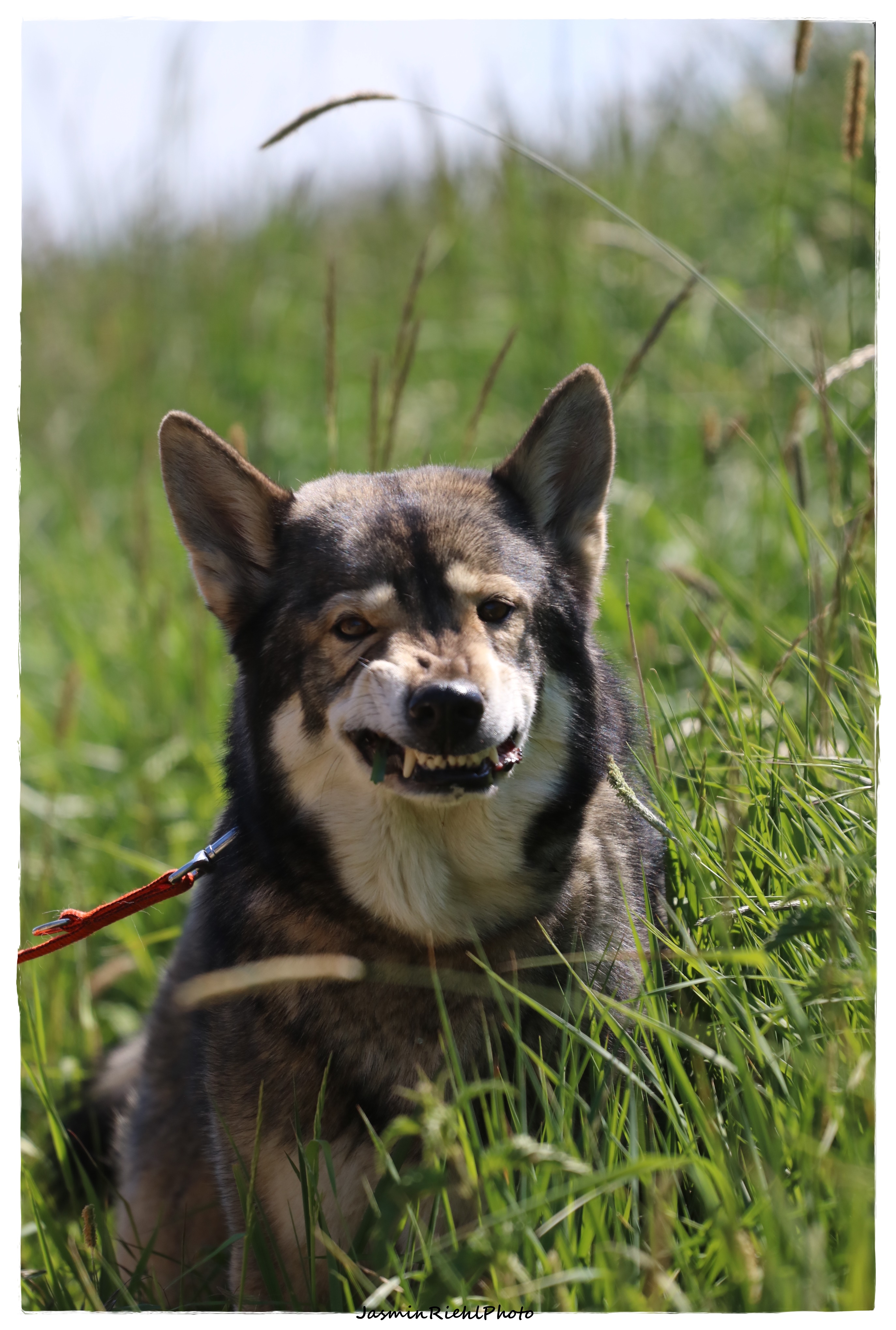 Quelle: JR-Photo * Genehmigung zur Veröffentlichung liegt vor IMG_6350