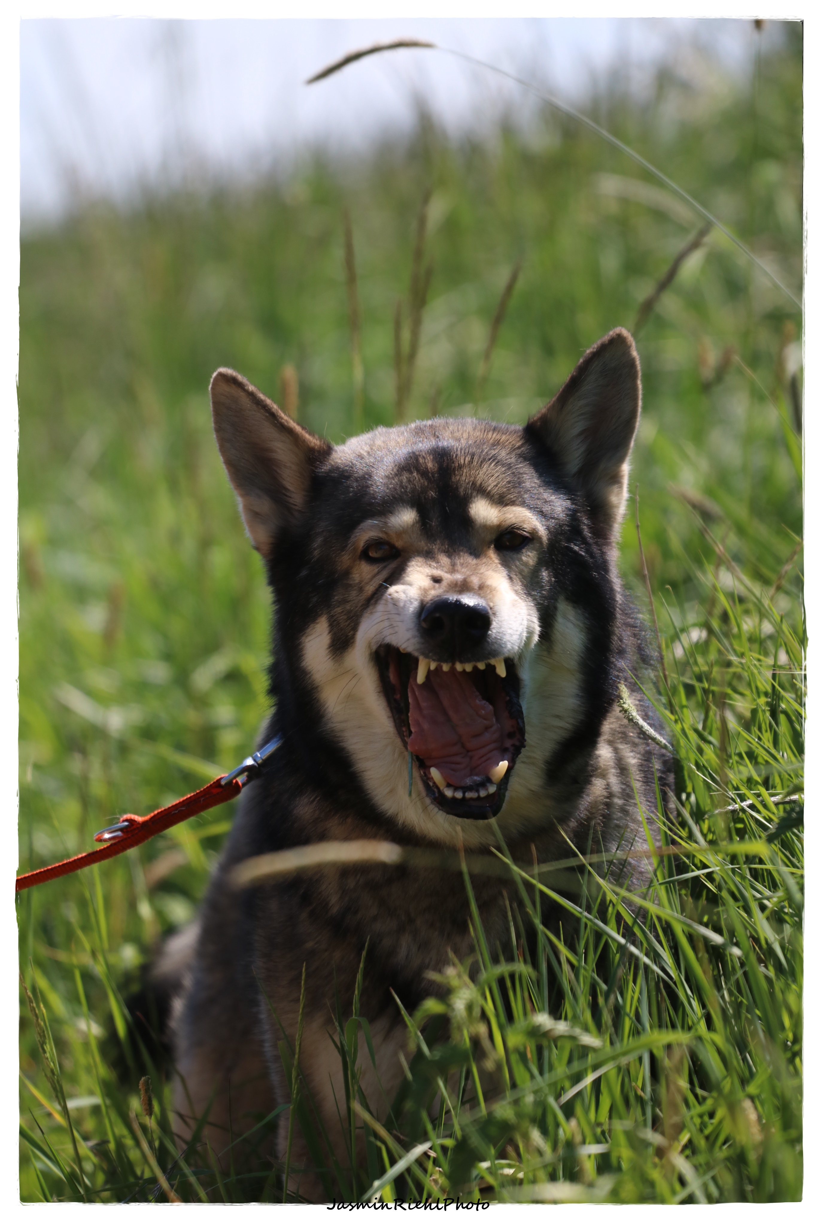 Quelle: JR-Photo * Genehmigung zur Veröffentlichung liegt vor IMG_6351