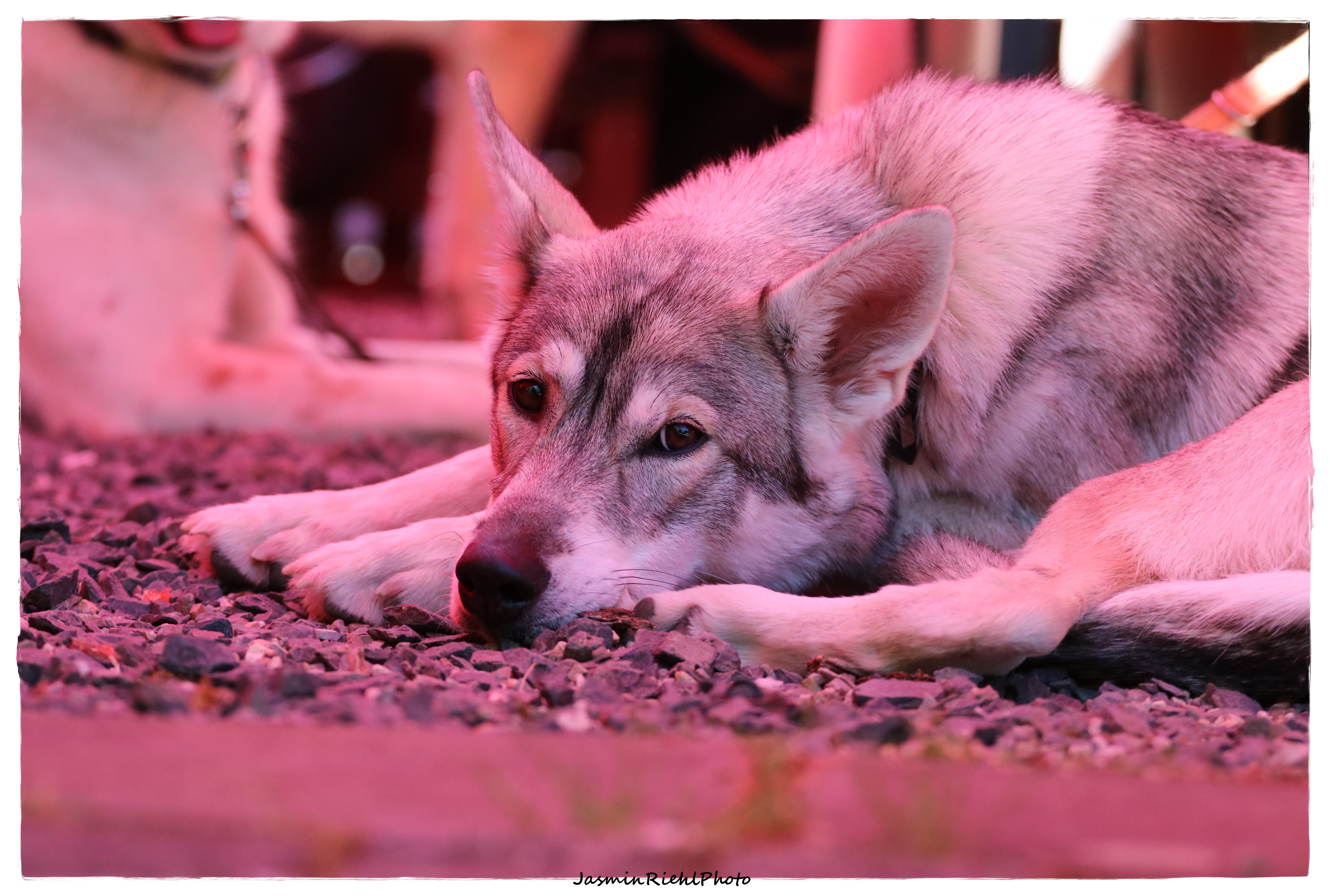 Quelle: JR-Photo * Genehmigung zur Veröffentlichung liegt vor IMG_6515