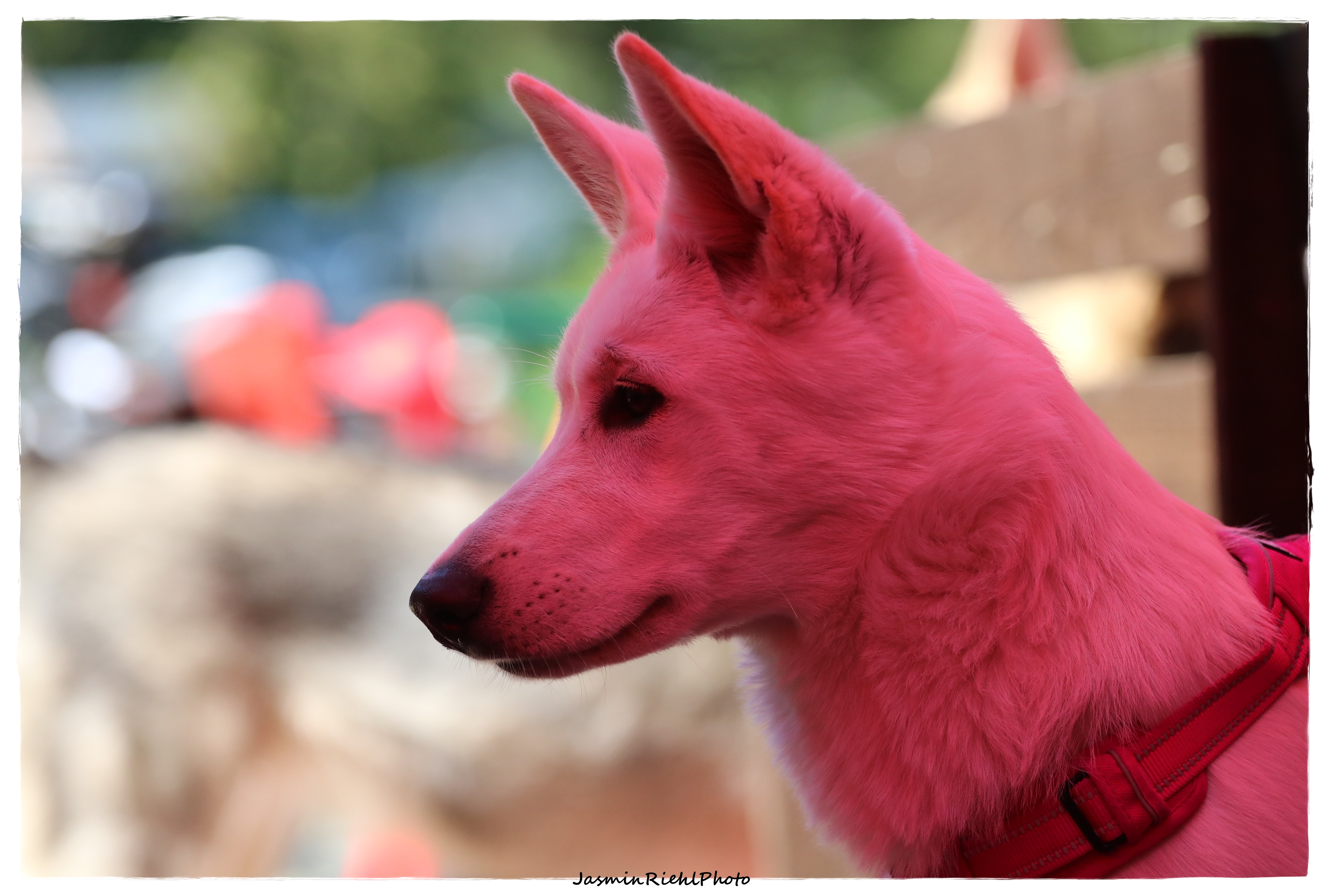 Quelle: JR-Photo * Genehmigung zur Veröffentlichung liegt vor IMG_6526