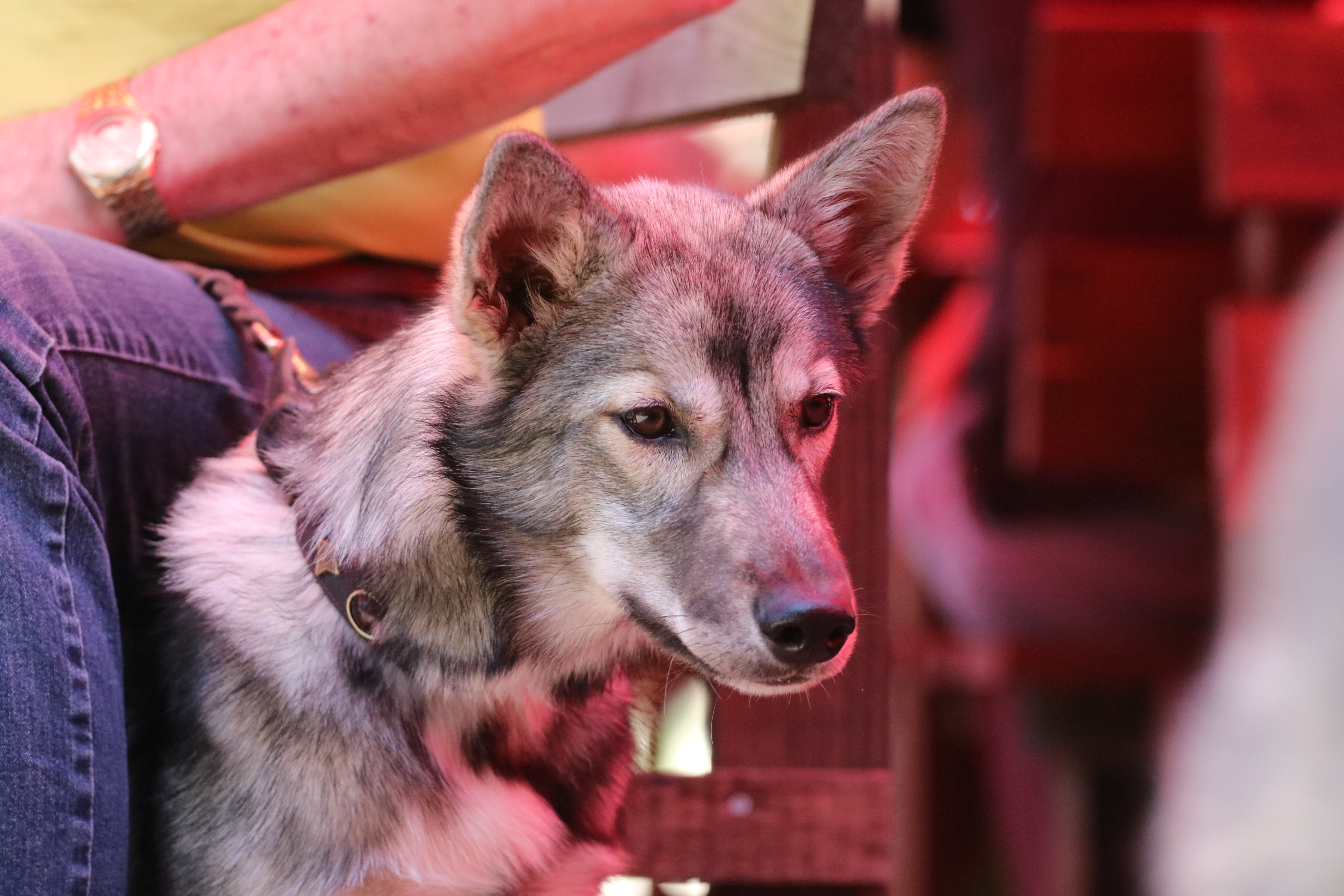 *Genehmigung zur Veröffentlichung liegt vor