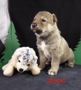 Ashana 30.3