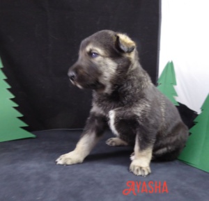 Ayasha 30.3